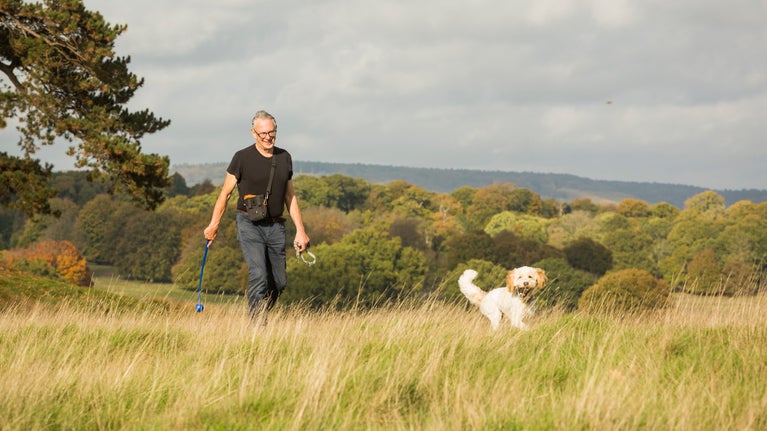 Dog walk in the Park at Petworth, West Sussex